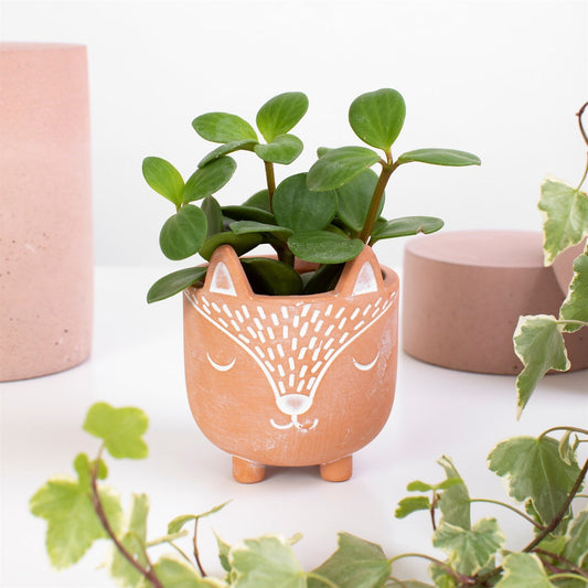 Sass & Belle Mini Woodland Fox Terracotta Plant Pot